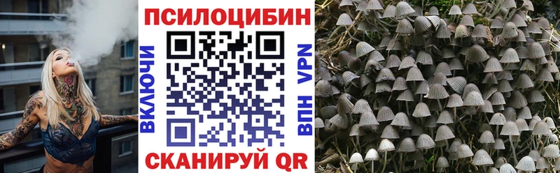 купить  цена  Болгар  Псилоцибиновые грибы Psilocybe 